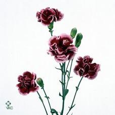 CARNATION SPR. BERRY