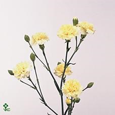 CARNATION SPR. CREME INTERMEZZO