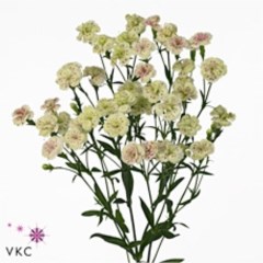 CARNATION SPRAY RAFFINE ELEA