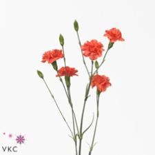 CARNATION SPR. ROMANY