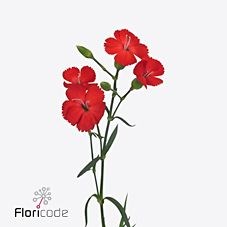 CARNATION SPR. SOLOMIO AMOS
