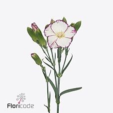CARNATION SPR. SOLOMIO TINO