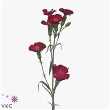CARNATION SPR. SOLOMIO EDO