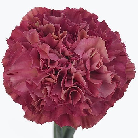 CARNATION VIPER WINE