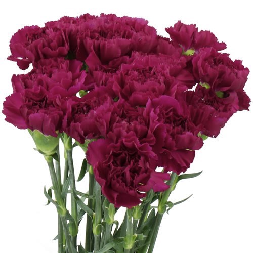 CARNATION YUKARI VIOLET