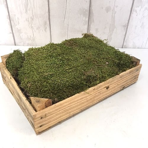 Buy Fresh Moss Wholsale Flowers & Florist Supplies UK