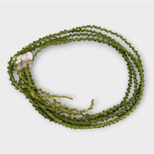 CARYOTA STRING