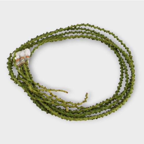 CARYOTA STRING
