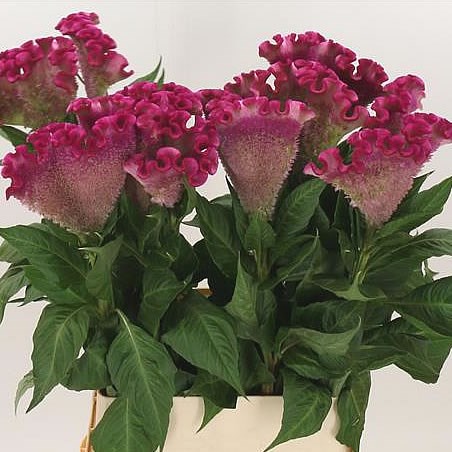 CELOSIA LIL-PINK