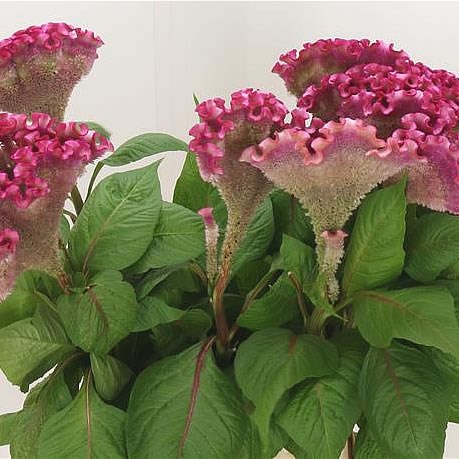 CELOSIA TURBO PINK