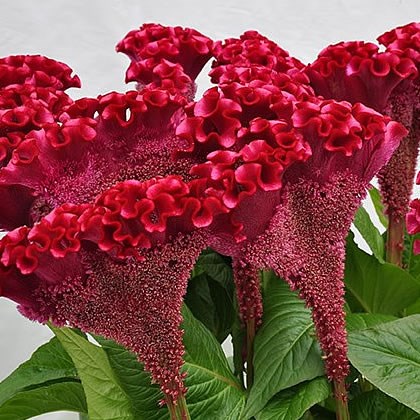 CELOSIA TURBO SCARLET