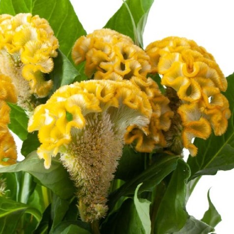 CELOSIA CR. ACT INCA