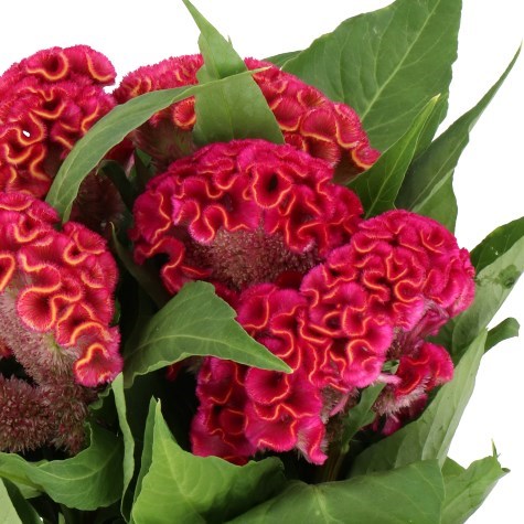 CELOSIA CR. ACT RIMA