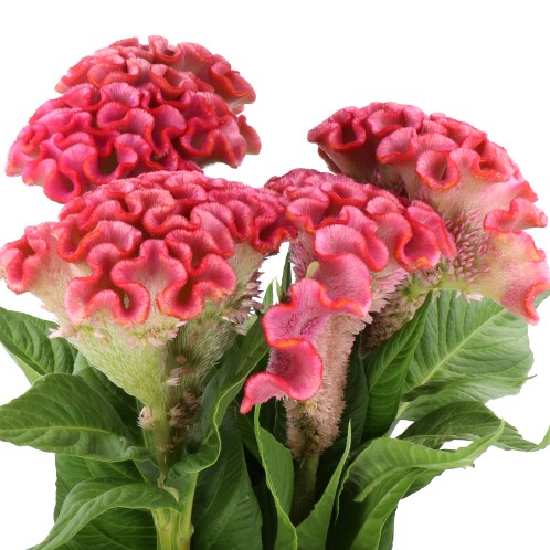 CELOSIA CR. UNLIMIT CORAL