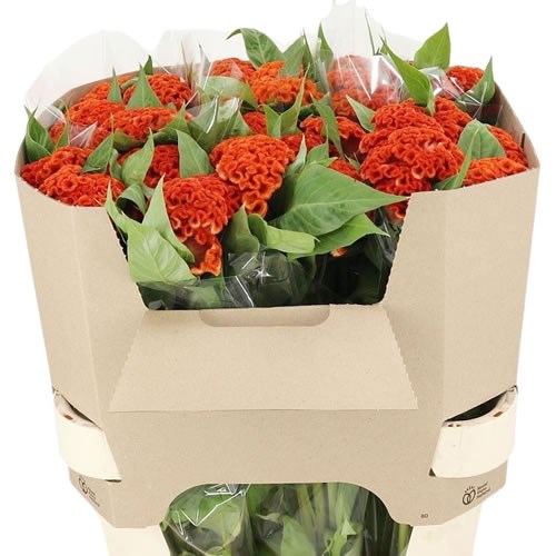 CELOSIA CRISTATA EXTREME ORANGE