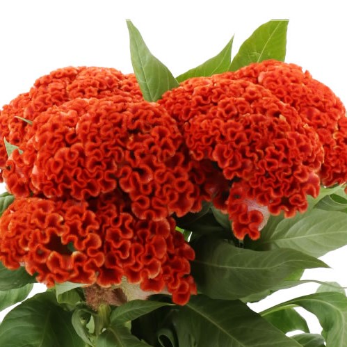 CELOSIA CRISTATA EXTREME ORANGE
