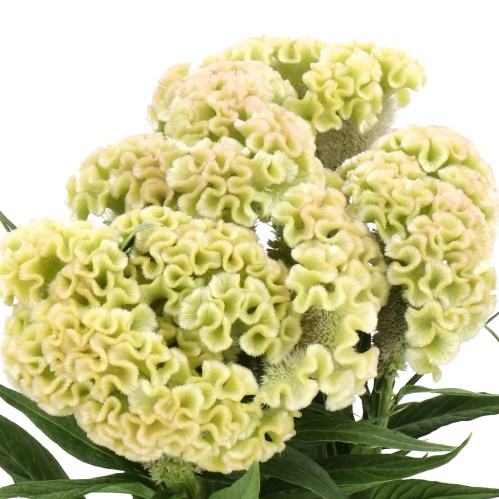 CELOSIA CRISTATA FROZEN