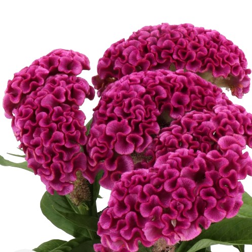 CELOSIA CRISTATA LAVLY