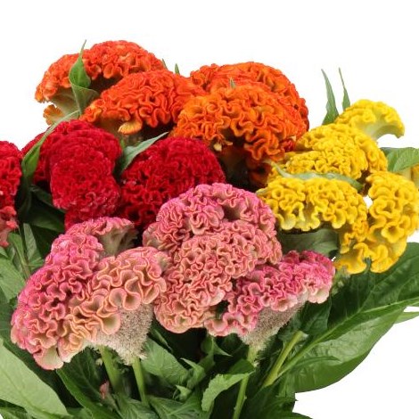 CELOSIA CRISTATA  MIX