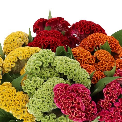 CELOSIA CRISTATA MIX