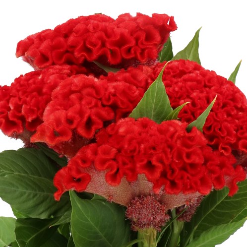 CELOSIA CRISTATA SMASHING