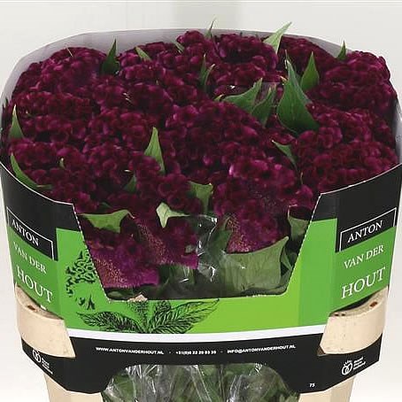 CELOSIA CRISTI PURPLE