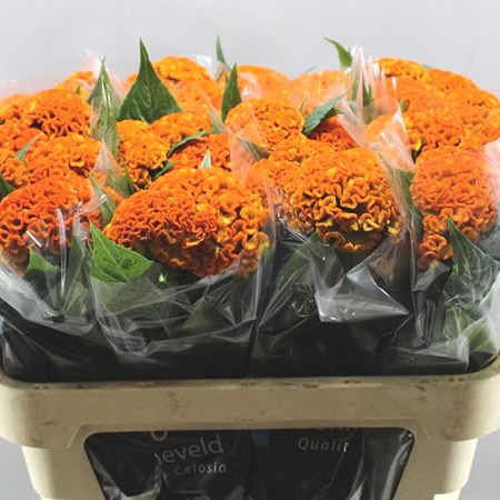 CELOSIA REPRISE ORANGE