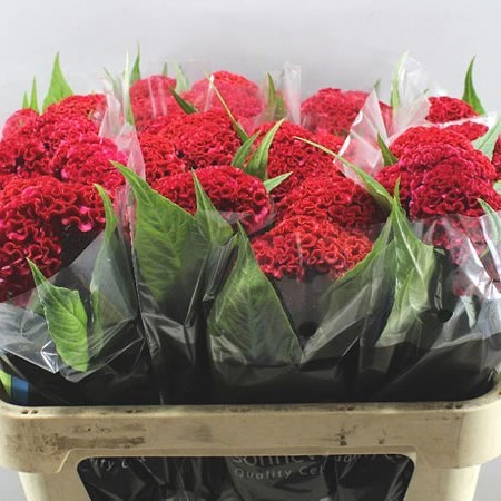 CELOSIA REPRISE VELVET