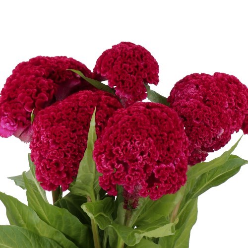 SUBU CELOSIA VELVET 28.0〜29.5 新品未使用 送料無料 SUBU Concept Celosia Velvet BLACK