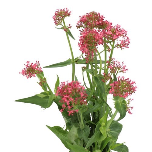 CENTRANTHUS RUBER COCCINEUS