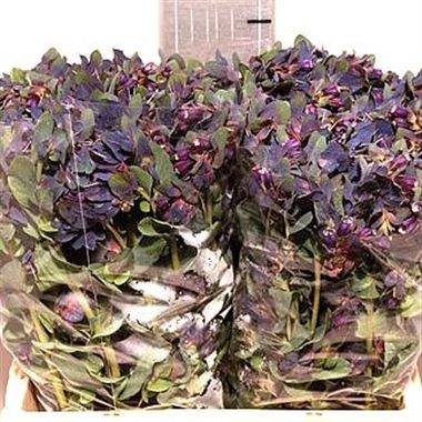 CERINTHE MAJOR PRIDE OF GIBRALTAR