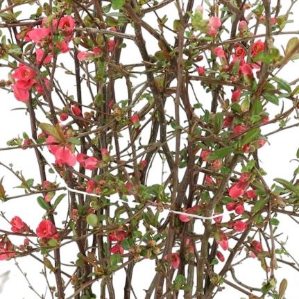 CHAENOMELES SUPERBA SALMON