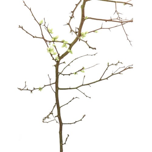 CHAENOMELES WHITE EX