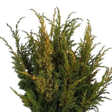 CHAMAECYPARIS AUREA PLUIS