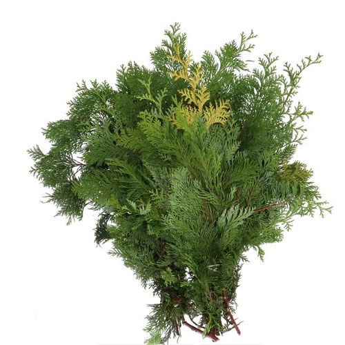 CHAMAECYPARIS CRIPPSII