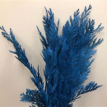 CHAMAECYPARIS DYED BLUE