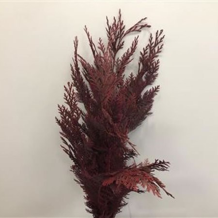 CHAMAECYPARIS DYED BURGUNDY