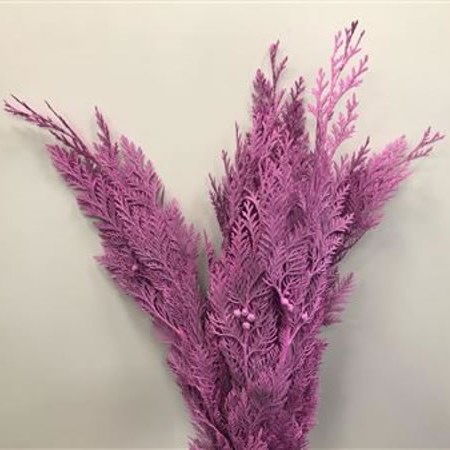 CHAMAECYPARIS DYED CERISE