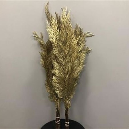 CHAMAECYPARIS DYED GOLD