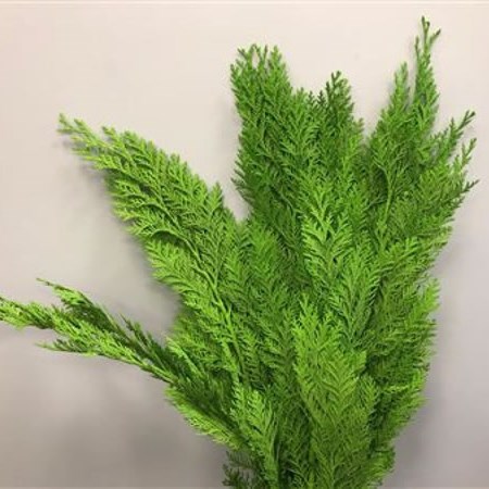 CHAMAECYPARIS DYED GREEN