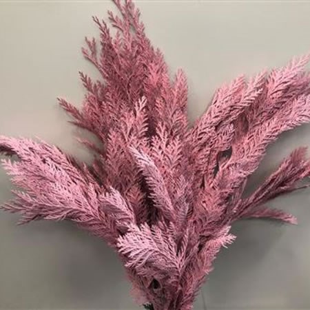 CHAMAECYPARIS DYED PINK