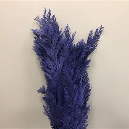 CHAMAECYPARIS DYED PURPLE