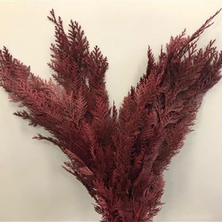 CHAMAECYPARIS DYED RED