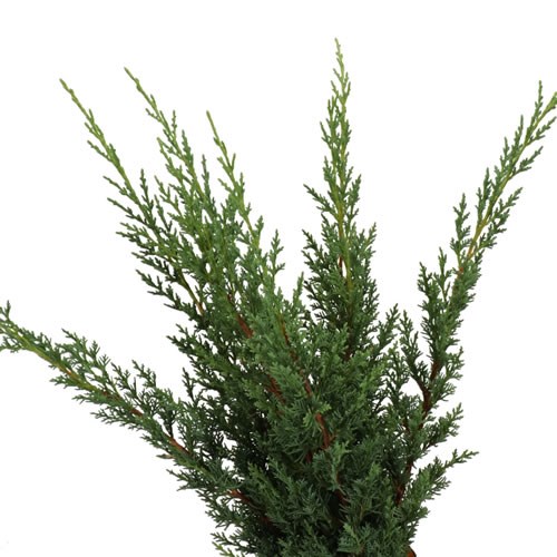 CHAMAECYPARIS JUNIPERUS CHINENSIS BLUE