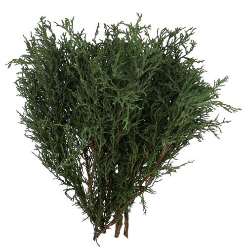 CHAMAECYPARIS LAWSONIANA LYCOPODOIDES