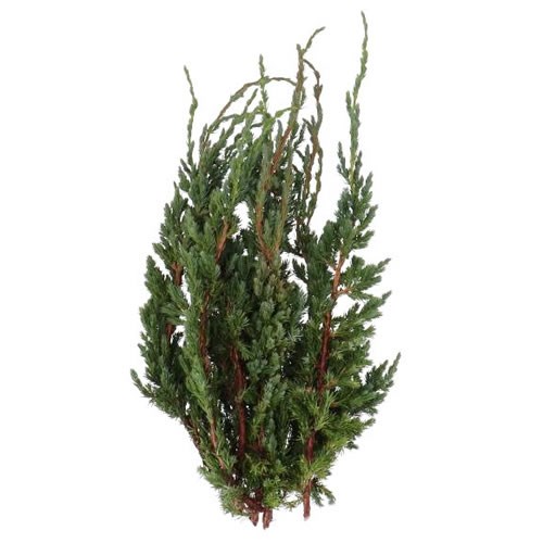 CHAMAECYPARIS MEYERI
