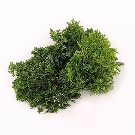 CHAMAECYPARIS NANA GRACILIS
