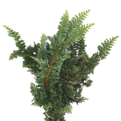 CHAMAECYPARIS OBTUSA TEDDY