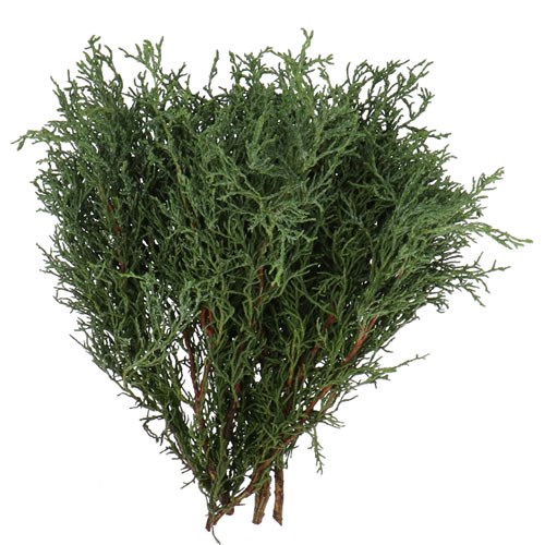 CHAMAECYPARIS OBUSA LYCOPODOIDES