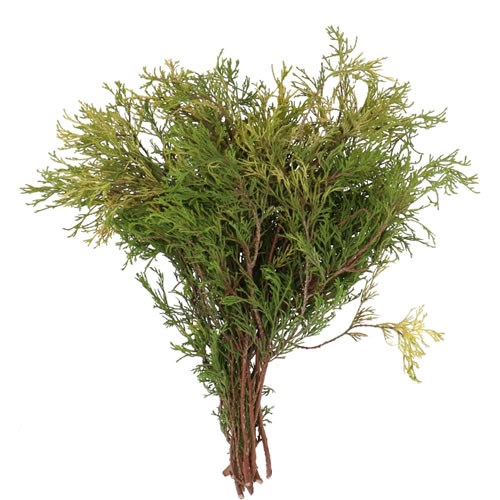 CHAMAECYPARIS PISIFERA FILIFERA PLUMOSA